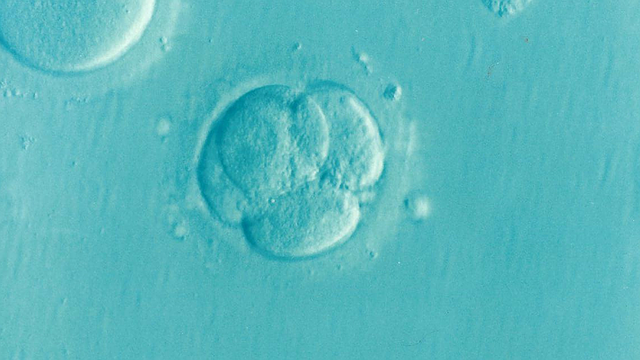 Il piano inclinato e i pericoli etici degli embrioni sintetici, appena creati 1