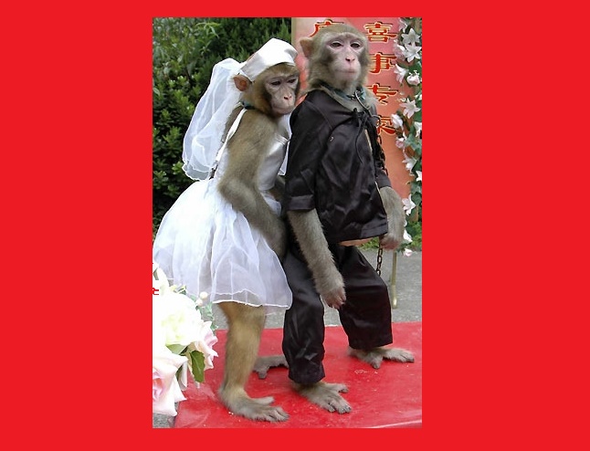 matrimonio gay_scimmie