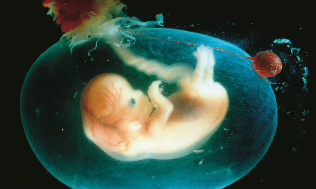 embrioni_video_aborto