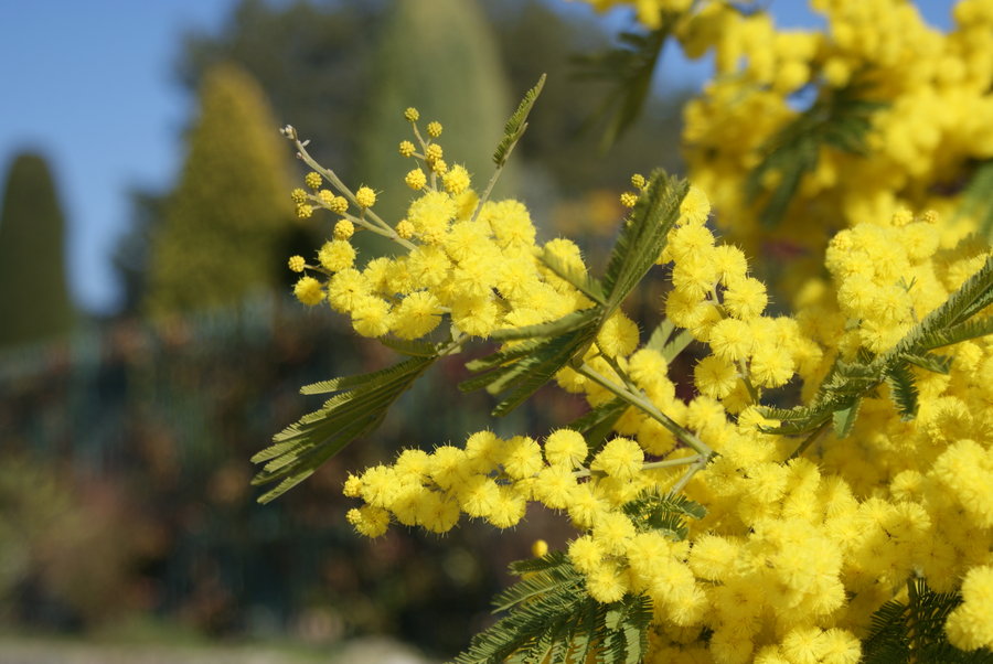 Mimosa_donne_8-marzo