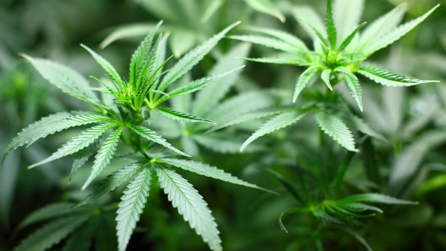 cannabis_legalizzazione-droga