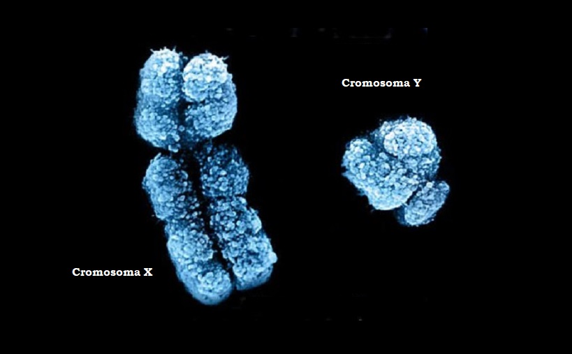 cromosomi_X_Y_sesso_genere_donne