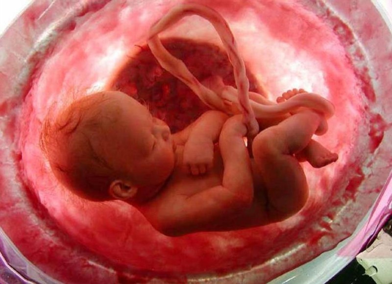 embrione-umano_Francia_vita_aborto