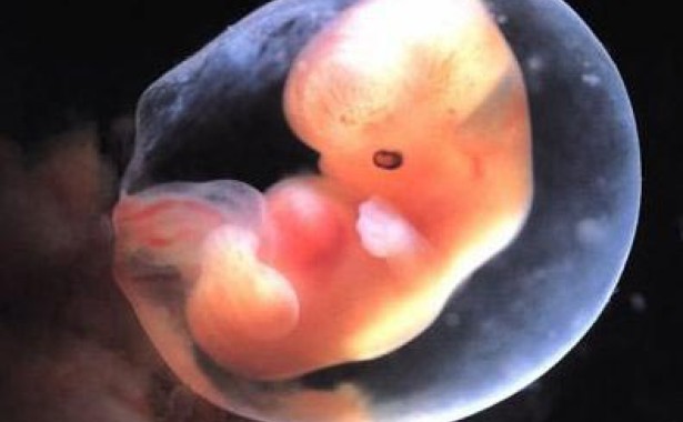 In difesa dei diritti degli embrioni 1