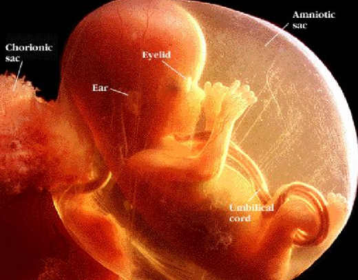 Il feto come paziente: come curarlo? 1